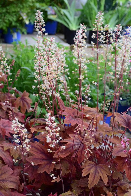 Heucherella 'Sweet Tea'