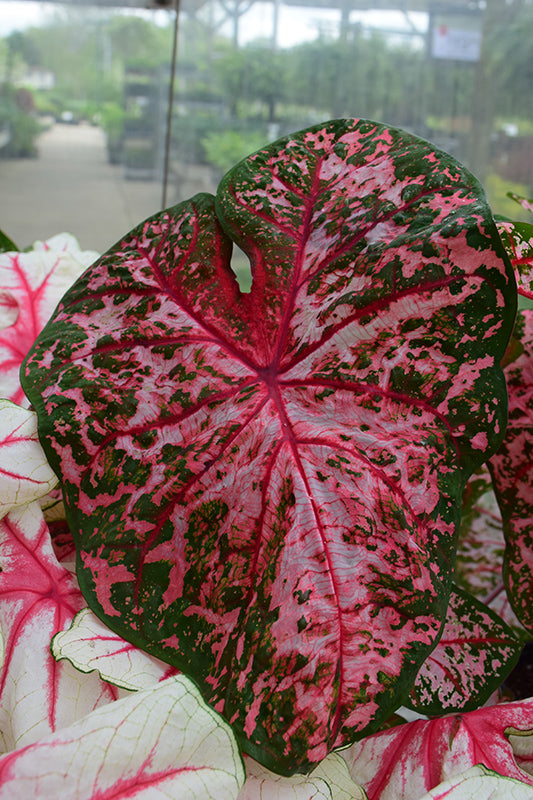 Caladium 'Caroyln Whorton'