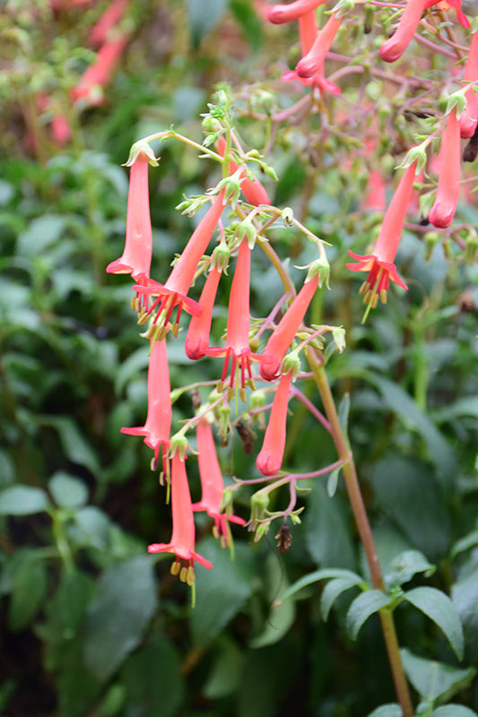 Phygelius 'Colorburst Orange'