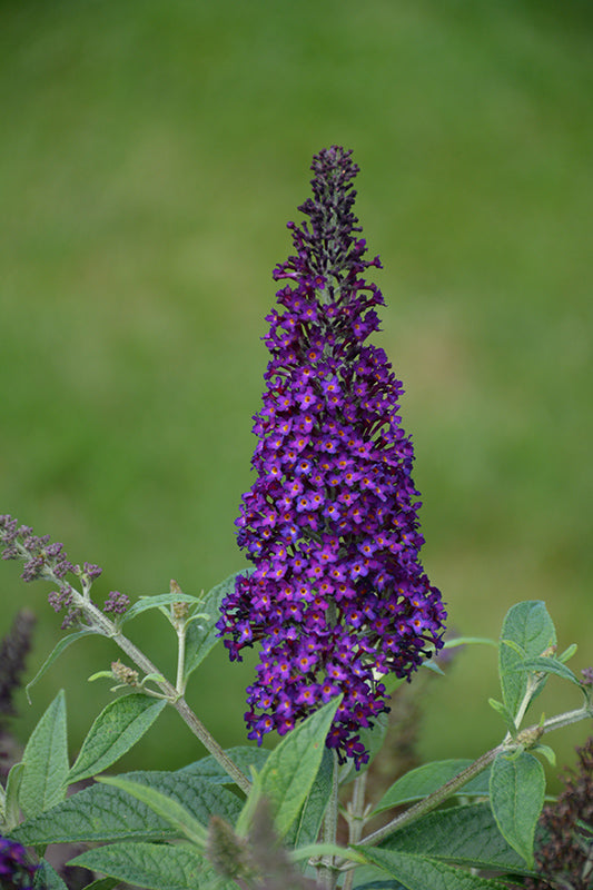 Buddleia Monarch 'Dark Dynasty'