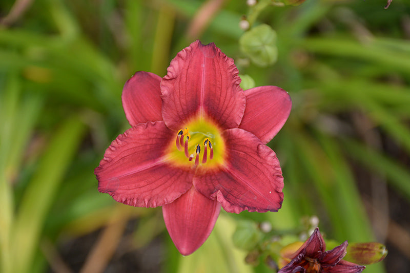 Hemerocallis 'Pardon Me'