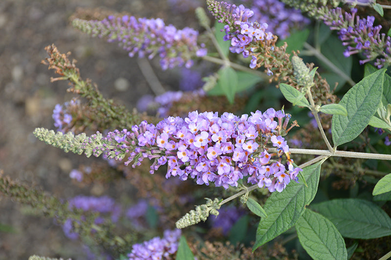 Buddleia davidii Humdinger 'Lavender Cupcake'