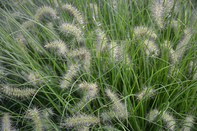 Pennisetum alopecuroides 'Little Bunny'