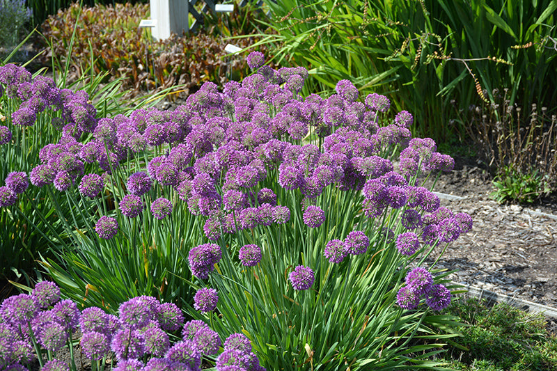 Allium 'Lavender Bubbles'