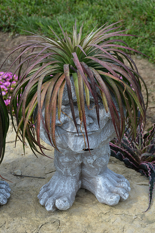 Mangave 'Bad Hair Day'