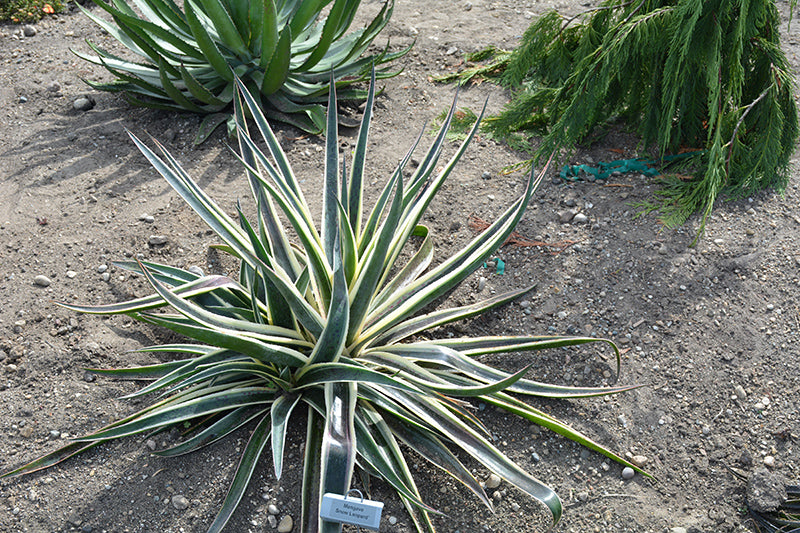 Mangave 'Snow Leopard'