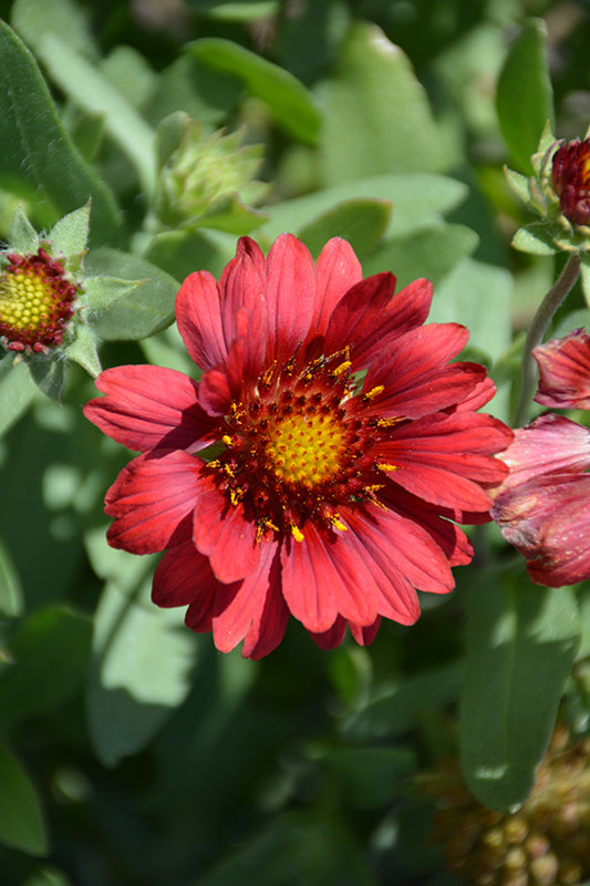 Gaillardia x grandiflora 'Mesa Red'