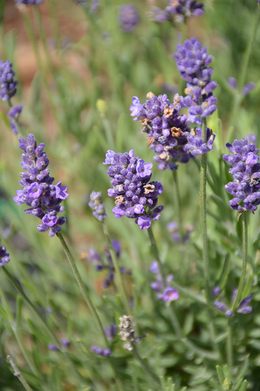 Lavandula angustifolia 'Ellagance Purple'