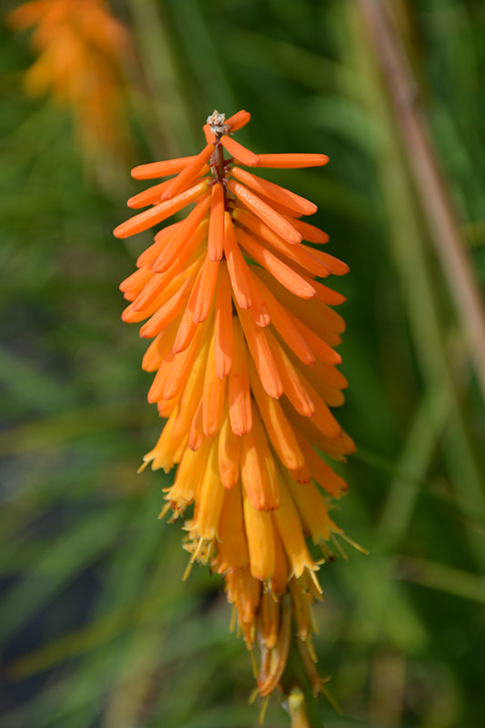 Kniphofia 'Mango Popsicle'