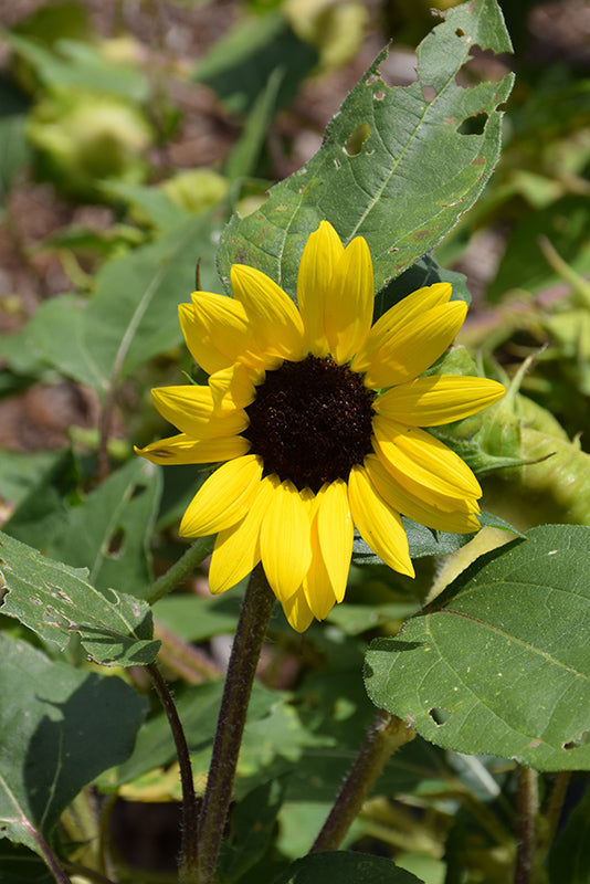 Helianthus 'Suntastic'