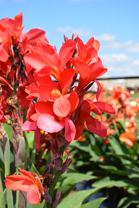 Canna cannova 'Red Shades'