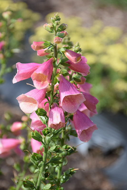 Digitalis 'Arctic Rose'