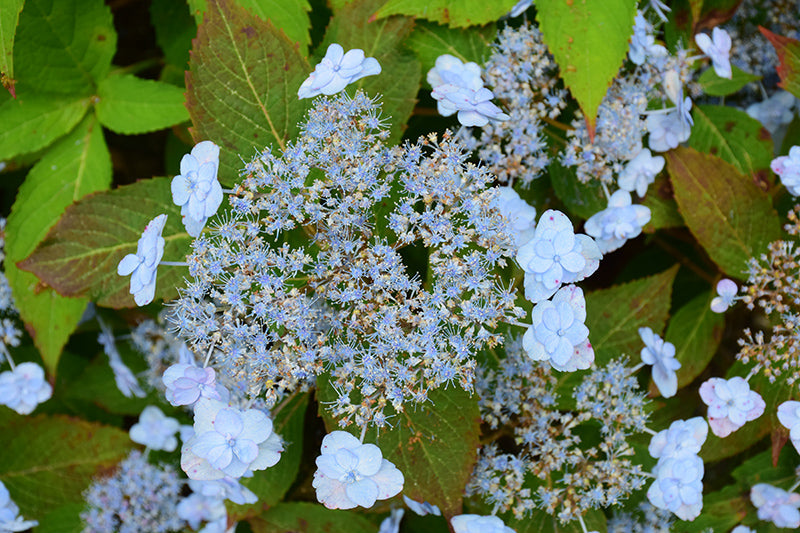 Hydrangea serrata 'TUFF STUFF Ah-Ha' PW