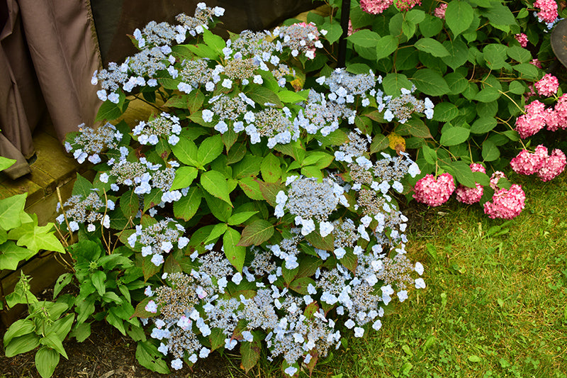 Hydrangea serrata 'Tiny TUFF STUFF' PW