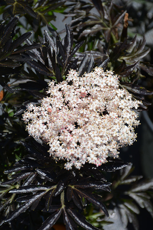 Sambucus nigra 'Laced Up'