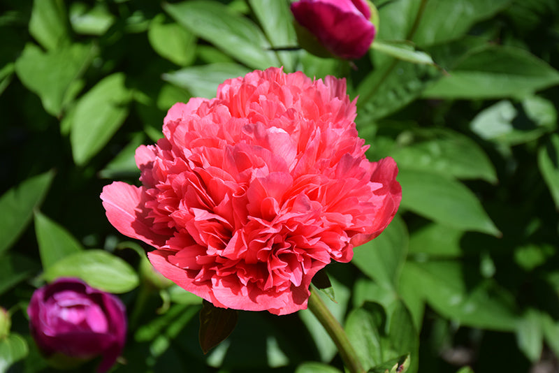 Paeonia lactiflora 'Lorelei'