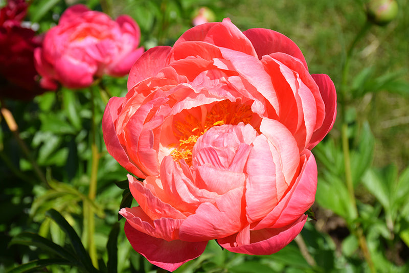 Paeonia lactiflora 'Coral Charm'
