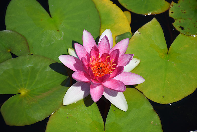 Nymphaea 'Charles de Meurville'