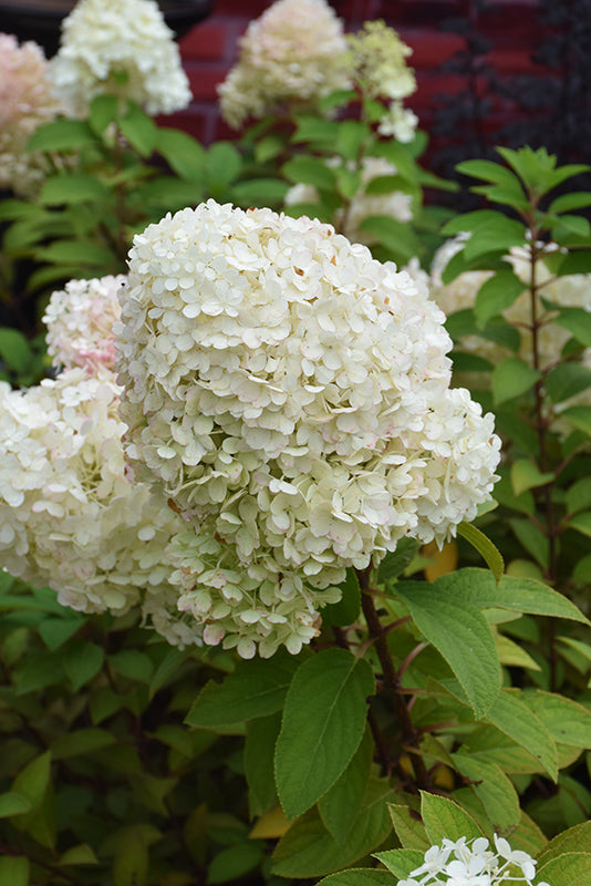 Hydrangea paniculata 'Bobo'