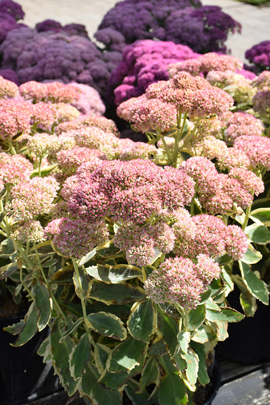 Sedum 'Frosted Fire'