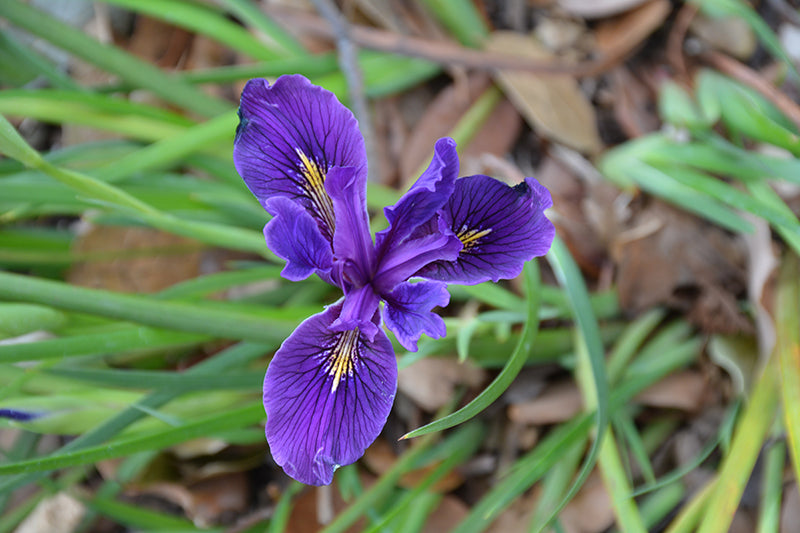 Iris setosa