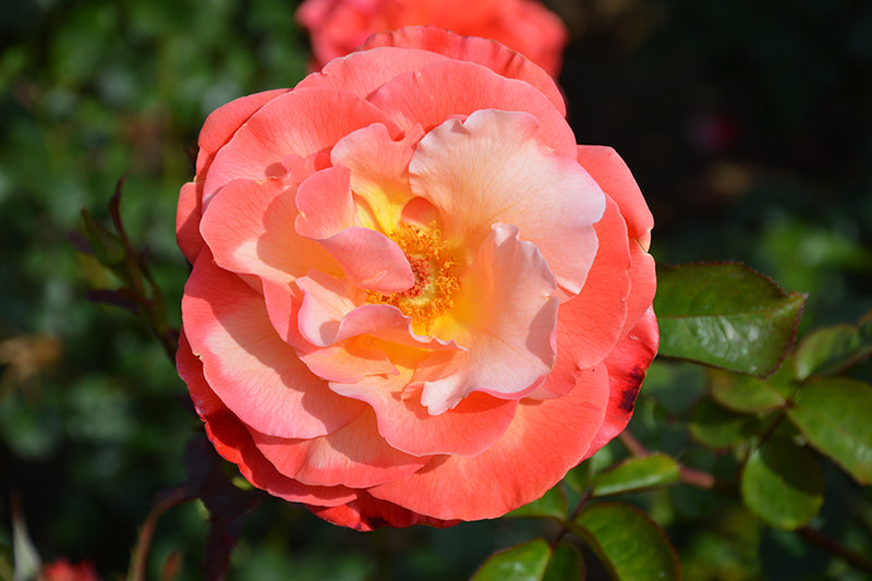 Rosa 'Colorific'