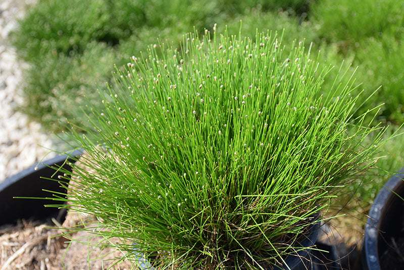 SCIRPUS CERNUUS