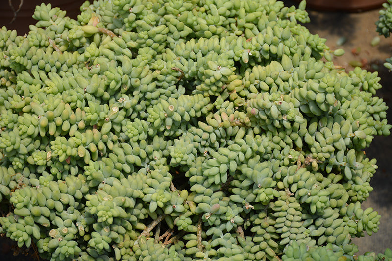 Sedum morganianum