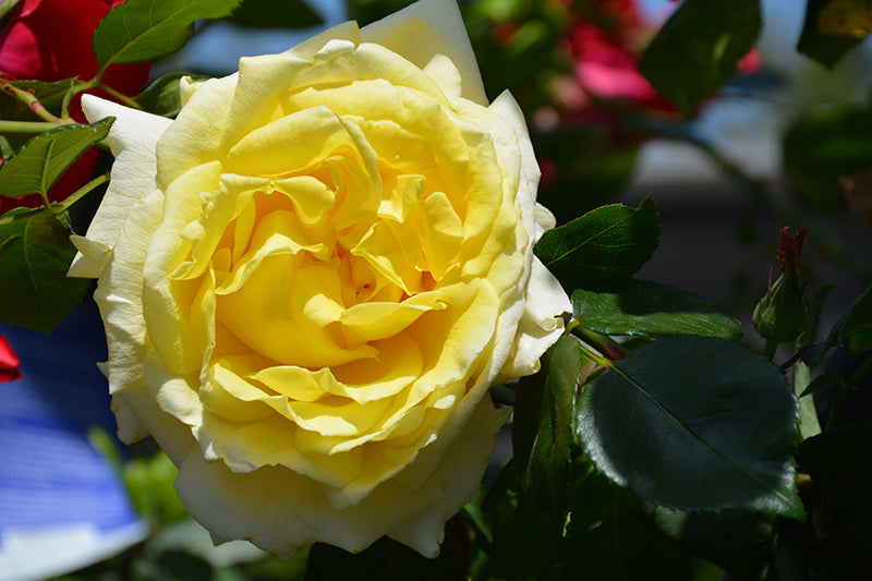 Rosa 'Chantilly Cream'