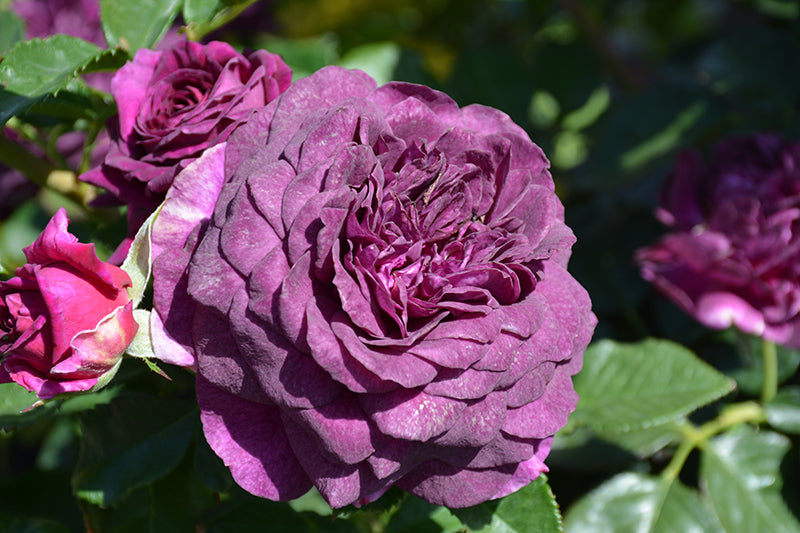 Rosa floribunda Tree Rose 'Ebb Tide'