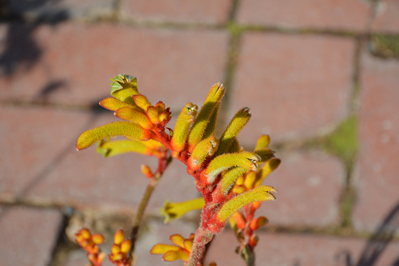 Anigozanthos 'Bush Tenacity'