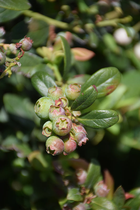 Vaccinium corymbosum 'Sunshine Blue'