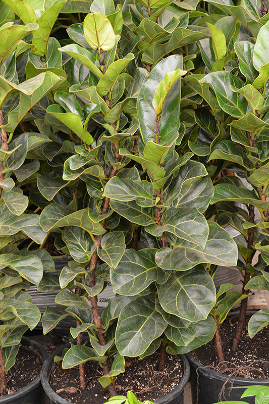 Ficus lyrata 'Little Sunshine'