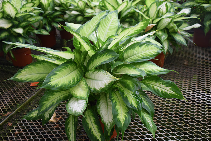 Dieffenbachia 'Mariana-Camille'