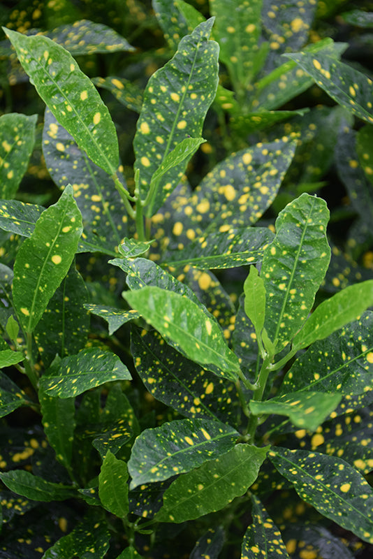 Codiaeum variegatum 'Gold Dust'