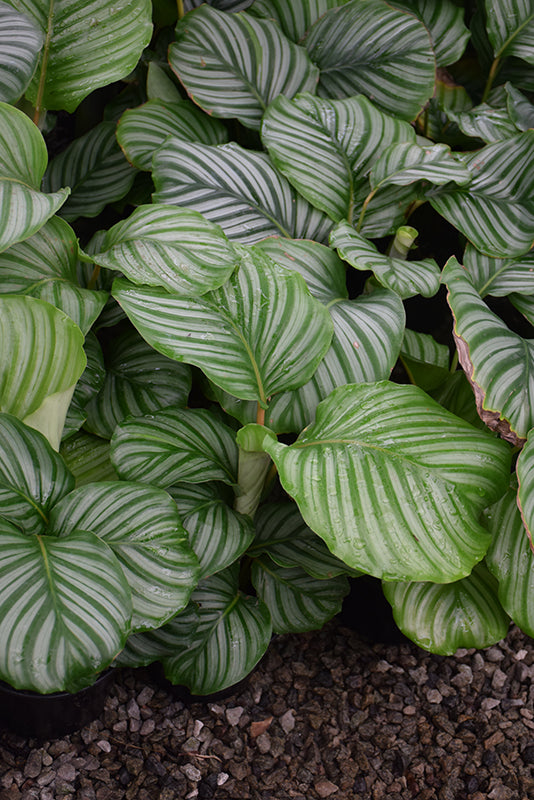 Calathea orbifolia