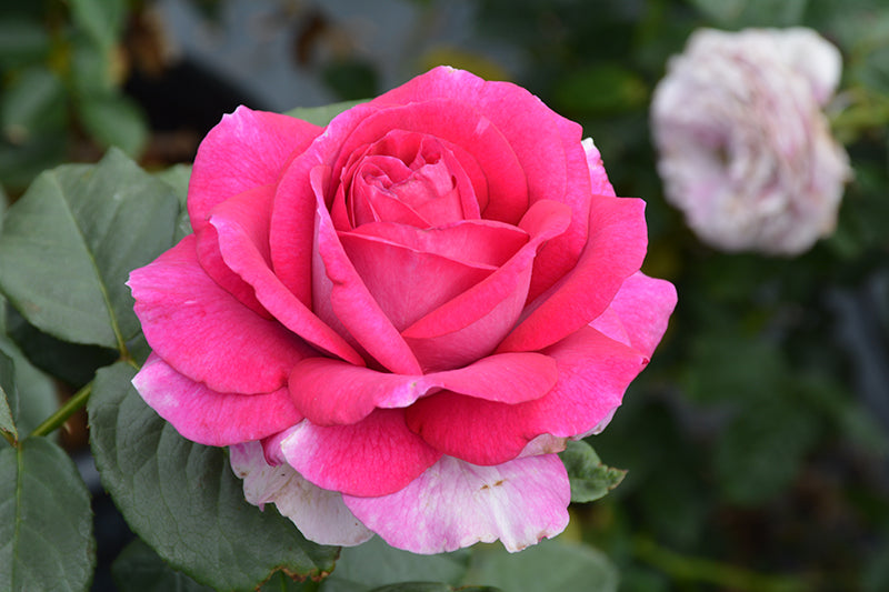 Rosa 'Perfume Factory'
