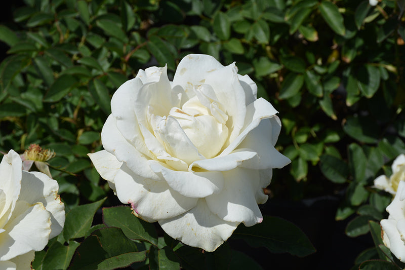 Rosa 'John F. Kennedy'