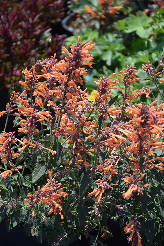Agastache 'Kudos Mandarin'