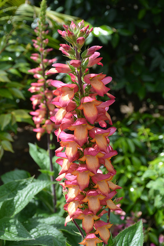 Digiplexis 'Illumination Flame'