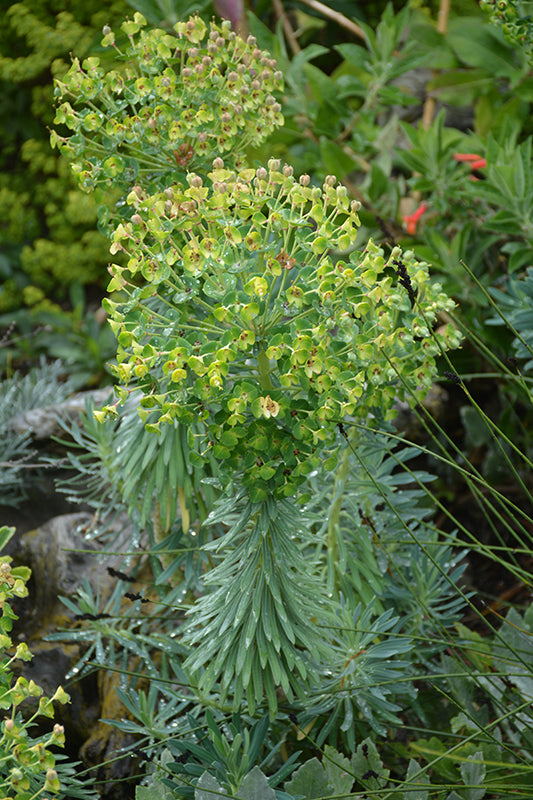 Euphorbia 'Wulfenii'