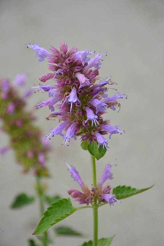 Agastache 'Kudos Silver Blue'