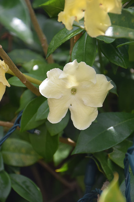 Jasmine 'Arabian'