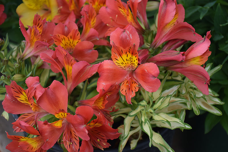 Alstroemeria 'Little Miss Zoe'