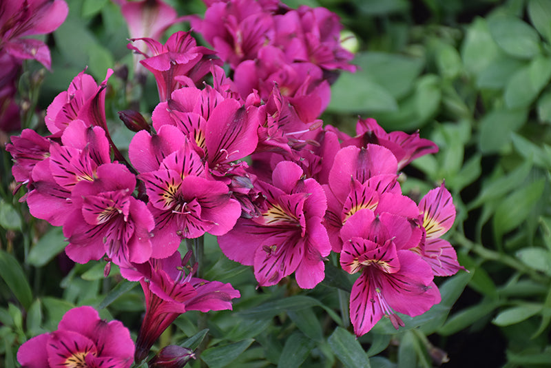 Alstroemeria 'Inca Noble'