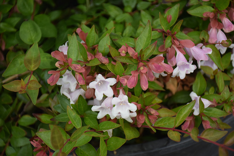 Abelia grandiflora 'Edward Goucher'