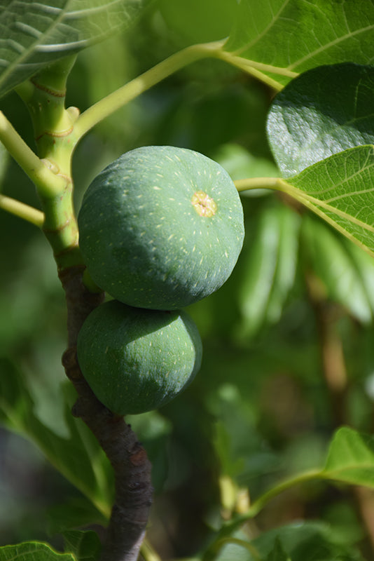 Ficus carica 'Desert King'
