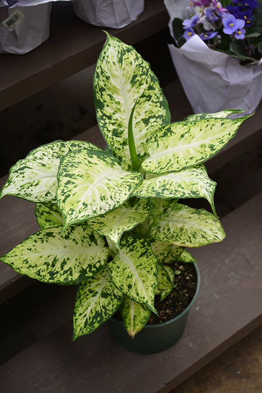 Dieffenbachia 'Amy'