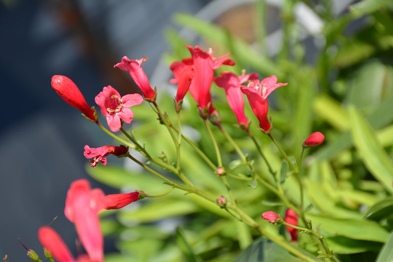 Penstemon barbatus 'Pristine Scarlet'