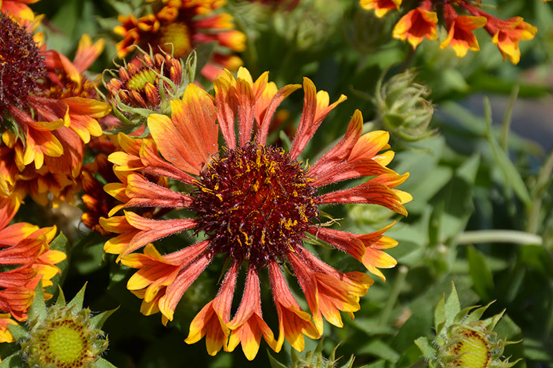 Gaillardia 'Spintop Mariachi Copper Sun'